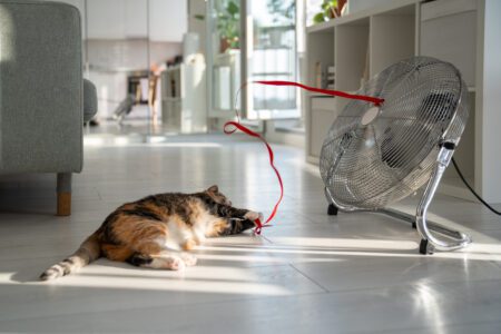 Summer heat and pet at home. Playful cat lying on the floor, escapes from heat with help of fan, playing with red ribbon on wind, top view. Stuffiness in apartment without air conditioning.